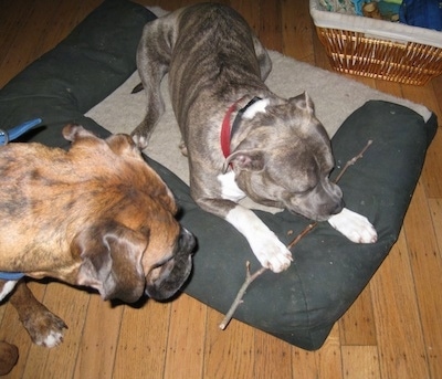A blue-nose Brindle Pit Bull Terrier is laying on a dog bed and he is chewing on a stick. Next to him a brown brindle Boxer is looking down at the stick.