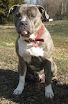 A blue-nose brindle Pit Bull Terrier is sitting in grass and he is looking forward. He is sitting under the shadow of a tree.