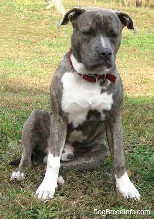 Front view - A blue-nose brindle Pit Bull Terrier is sitting in grass and he is looking forward.