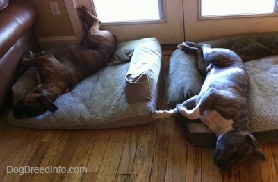 A blue-nose brindle Pit Bull Terrier puppy and a brown brindle Boxer are laying on dog beds and they are sleeping.