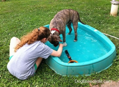 A blue-nose Brindle Pit Bull Terrier is standing in a green kiddie pool full of water and there is a girl in a grey shirt putting her hands in the water.