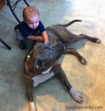 A blue-nose Brindle Pit Bull Terrier is laying on a tan tiled floor and there is a toddler rubbing his side.