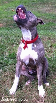 Action shot - A blue-nose Brindle Pit Bull Terrier is sitting in grass and he is reaching his mouth up to catch a treat that is being tossed at him. The treat is in mid-air and the dogs mouth is open.