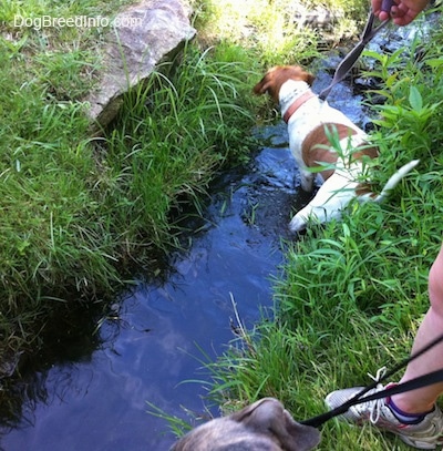 The back of a brown and white Beagle mix that is standing in a stream.
