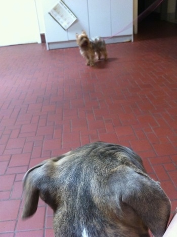 The back of a blue-nose brindle Pit Bull Terrier puppy looking at a small dog across from him on a red brick floor.