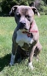 A blue-nose brindle Pit Bull Terrier is sitting outside in grass and he is looking down and forward.