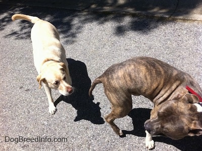 A yellow Labrador is walking behind a blue-nose Brindle Pit Bull Terrier on a blacktop surface.