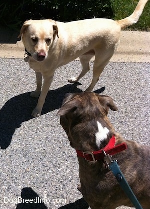 A yellow Labrador is looking over at a blue-nose Brindle Pit Bull Terrier that is standing across from it.