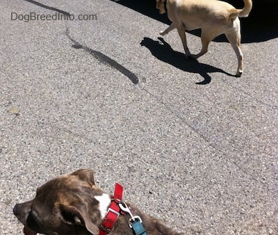 A blue-nose Brindle Pit Bull Terrier and a yellow Labrador are walking down a street and across from each other.