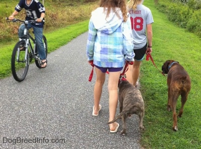 The back of a blonde-haired girl and a girl in a blue plaid jacket that are leading a blue-nose brindle Pit Bull Terrier puppy and a brown brindle Boxer on a walk. There is a person in a Dallas Cowboys jersey riding a bike down a pathway past them.