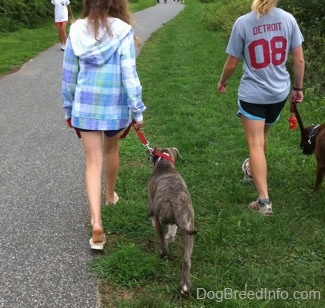 The back of a blonde-haired girl and a girl in a blue jacket that are leading a blue-nose brindle Pit Bull Terrier puppy and a brown brindle Boxer on a walk. There is a person in a white shirt leading her dog on a walk.
