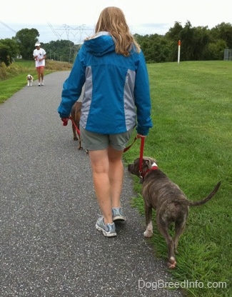 The back of a lady in a blue jacket that is leading a blue-nose brindle Pit Bull Terrier puppy down a blacktop surface. There is a person running down the path. There is a person walking down the track with her dog.