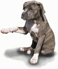 A blue-nose brindle Pit Bull Terrier is sitting on a blank background and it is sticking its right paw in the air.