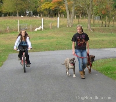 A girl in a black shirt that reads - We Run This - is leading a blue-nose brindle Pit Bull Terrier puppy and a brown brindle Boxer on a walk around a grass circle. There is a girl riding a bike next to them and a Great Pyrenese dog laying down in the distance on the hill.