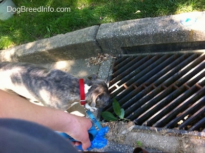 A blue-nose Brindle Pit Bull Terrier is sticking his nose into a storm drain.