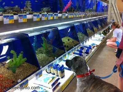 A blue-nose Brindle Pit Bull Terrier is looking at a fish in a tank at a large pet store.
