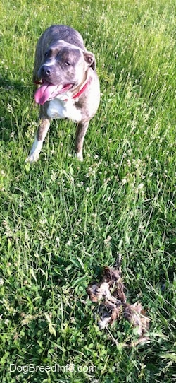 A happy-looking blue-nose Brindle Pit Bull Terrier is standing in grass and he is panting. There is a corpse of an animal across from him.