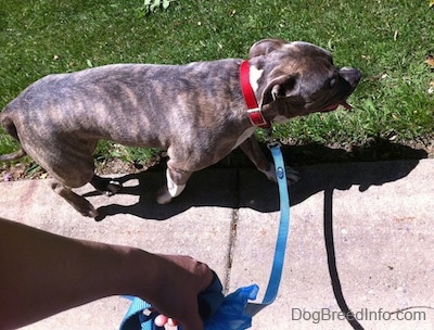 A blue-nose Brindle Pit Bull Terrier is being led on a walk down a sidewalk. His mouth is open and his tongue is out.
