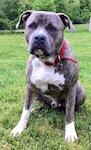 A blue-nose brindle Pit Bull Terrier is sitting in grass and he is looking forward.