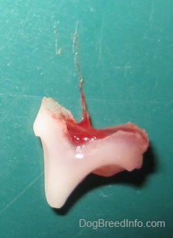 pitbull teeth