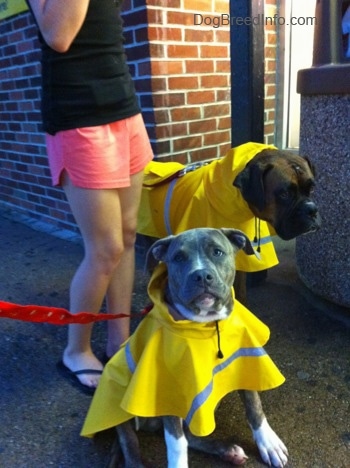 A blue-nose brindle Pit Bull Terrier puppy is sitting on walkway next to a brick building in a bright yellow raincoat and next to him is a brown brindle Boxer in a raincoat. There is a person in a black shirt behind them.