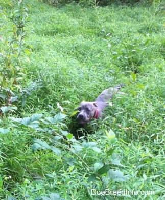 A blue-nose brindle Pit Bull Terrier puppy is being hidden by tall green plants.