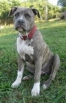 A blue-nose brindle Pit Bull Terrier puppy is sitting in grass that is on a small incline. He is looking forward.