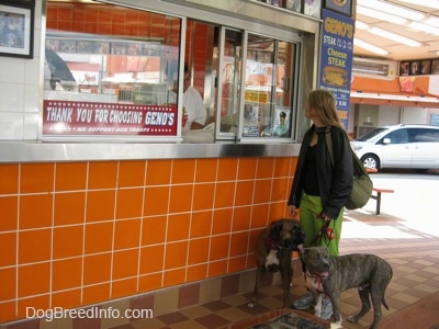 A lady in green pants is holding the leash of a brown with black and white Boxer and a blue-nose brindle Pit Bull Terrier puppy. The lady is ordering at a window at Geno's Steaks.