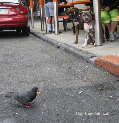 A brown with black and white Boxer and a blue-nose brindle Pit Bull Terrier puppy are looking down at a pigeon in the street that has a piece of food in his mouth.