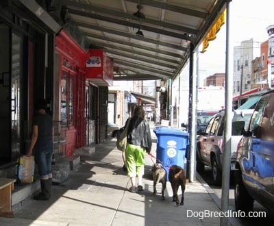 A brown with black and white Boxer and a blue-nose brindle Pit Bull Terrier puppy are being led on a walk down a street by a lady in green pants.