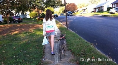 A lady in a white Philadelphua Eagles hoodie is leading a blue-nose brindle Pit Bull Terrier puppy on a walk down a sidewalk in a neighborhood.