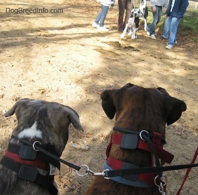 The back of a blue-nose brindle Pit Bull Terrier and a brown brindle Boxer that are standing in dirt. Across from them the Great Dane dog is attempting to get over to them.