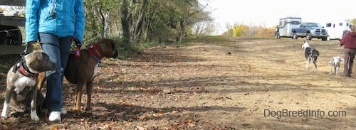 A person in a blue coat is flanked by a blue-nose brindle Pit Bull Terrier and a standing brown brindle Boxer. The dogs are looking over at two Great Danes that are walking away.