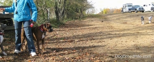 A person in a blue jacket is holding her hand over a blue-nose brindle Pit Bull Terrier and there is a brown brindle Boxer behind her. Across from them are two Great Danes being walked down dirt.