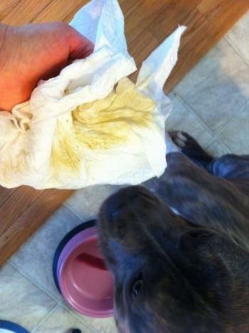 Close up - A hand holding a paper towel that is poop stained. To the right of that is a blue-nose brindle Pit Bull Terrier.