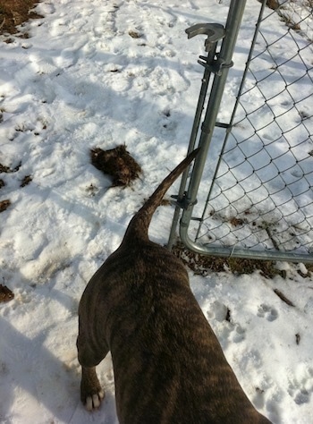 A blue-nose brindle Pit Bull Terrier is walking through an open chain link gate and behind him is a piece of animal fur laying on the ground.