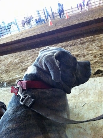 The back of a blue-nose Brindle Pit Bull Terrier that is laying on a concrete surface and in front of him are people riding horses.