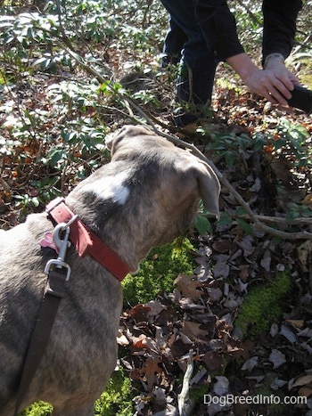 The back of a blue-nose Brindle Pit Bull Terrier is looking down at a hole that was dug by an animal. A person is taking a picture of the hole.