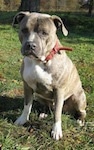 A blue-nose brindle Pit Bull Terrier is sitting in grass and he is looking forward. His head is slightly tilted to the right.