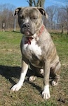 A blue-nose brindle Pit Bull Terrier is sitting in grass. In the background the trees have no leafs on them.