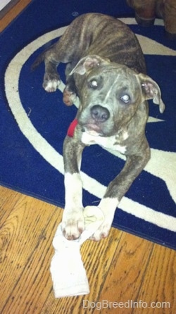 A blue-nose brindle Pit Bull Terrier puppy is laying on a Penn State University door mat and there is a sock in between his front paws.