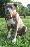 A blue-nose brindle Pit Bull Terrier puppy is sitting in grass and he is looking forward. There is a line of trees behind it.