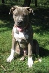 A blue-nose brindle Pit Bull Terrier puppy is sitting in grass. His mouth is open and he is looking forward.