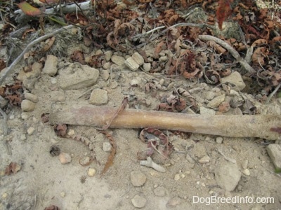 A bully stick that is covered in dirt and sand with leaves behind it.