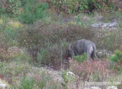 A blue-nose brindle Pit Bull Terrier puppy is digging a hole behind a bush.