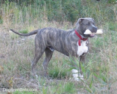 A blue-nose brindle Pit Bull Terrier puppy is standing in tall grass with a bone in his mouth.