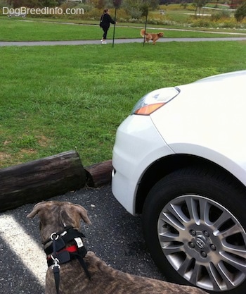 pitbull golden retriever mix puppies. You silly puppy! Out on a walk