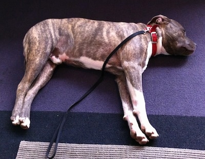 A blue-nose brindle Pit Bull Terrier is laying on his right side on a blue carpet and he is completely stiff.