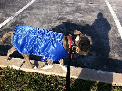 A blue-nose brindle Pit Bull Terrier is walking across a concrete divider and he is wearing a blue vest.