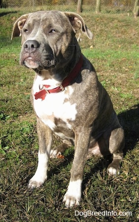 A blue-nose brindle Pit Bull Terrier is sitting in grass and he is looking to the left.